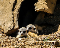 ShoalhavenZoo2019_0191