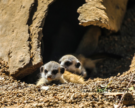 ShoalhavenZoo2019_0191