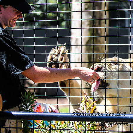 ShoalhavenZoo2019_0479