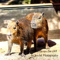 ShoalhavenZoo2019_0007