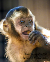 ShoalhavenZoo2019_0095