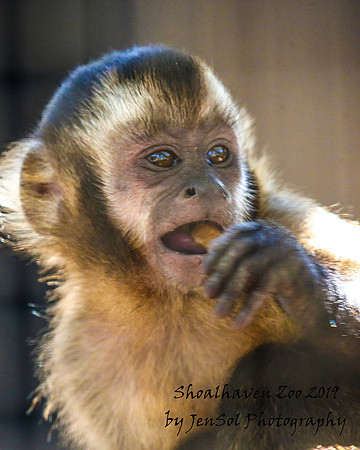 ShoalhavenZoo2019_0095