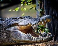 ShoalhavenZoo2019_0385