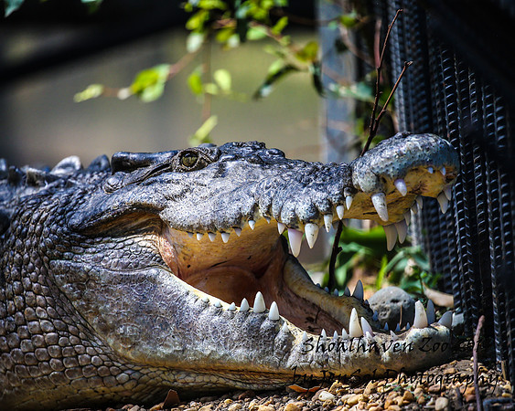 ShoalhavenZoo2019_0385