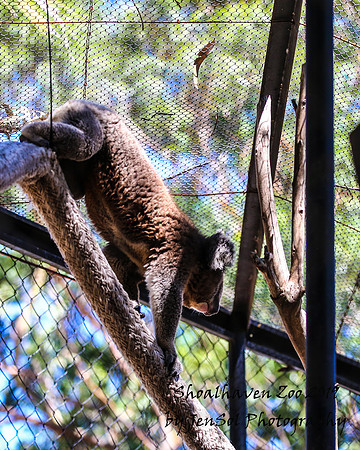 ShoalhavenZoo2019_0532