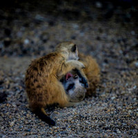 ShoalhavenZoo2019_0240
