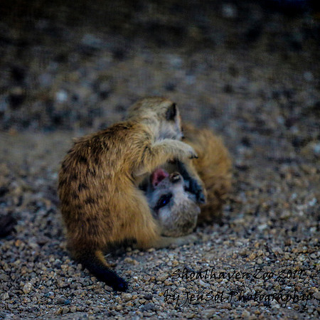 ShoalhavenZoo2019_0240