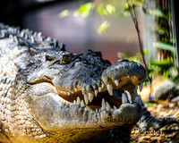 ShoalhavenZoo2019_0393