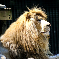 ShoalhavenZoo2019_0135