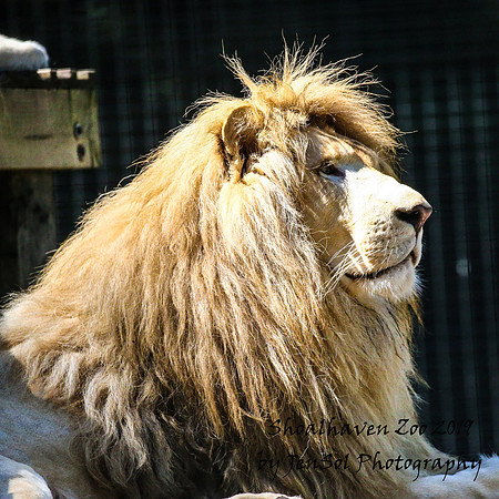 ShoalhavenZoo2019_0135