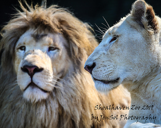 ShoalhavenZoo2019_0075