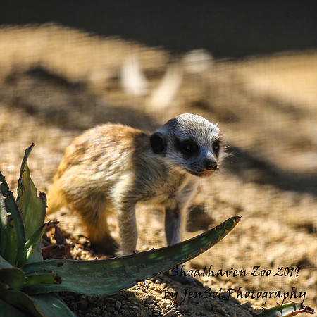 ShoalhavenZoo2019_0229