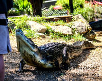 ShoalhavenZoo2019_0269
