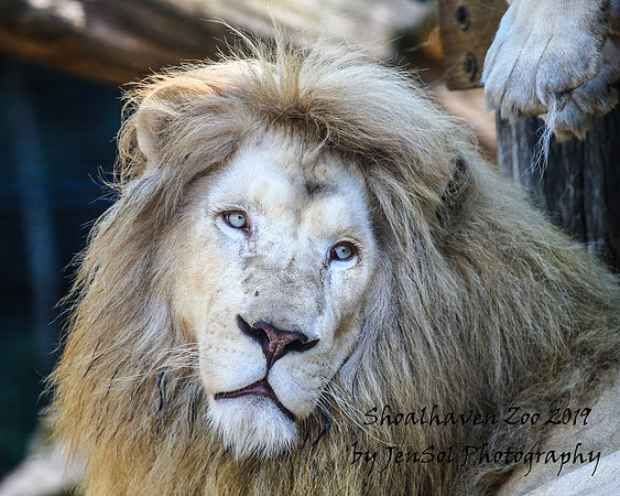 ShoalhavenZoo2019_0072