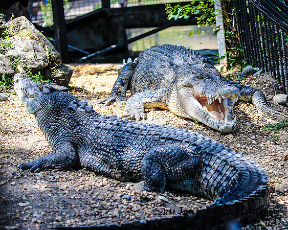 ShoalhavenZoo2019_0420