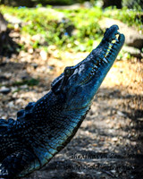 ShoalhavenZoo2019_0325