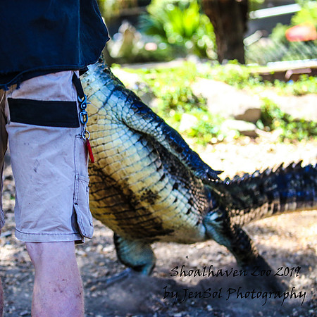 ShoalhavenZoo2019_0266
