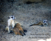 ShoalhavenZoo2019_0198