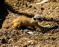 ShoalhavenZoo2019_0178