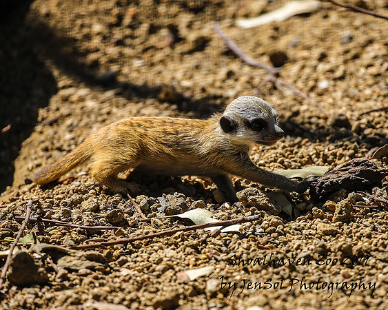 ShoalhavenZoo2019_0178