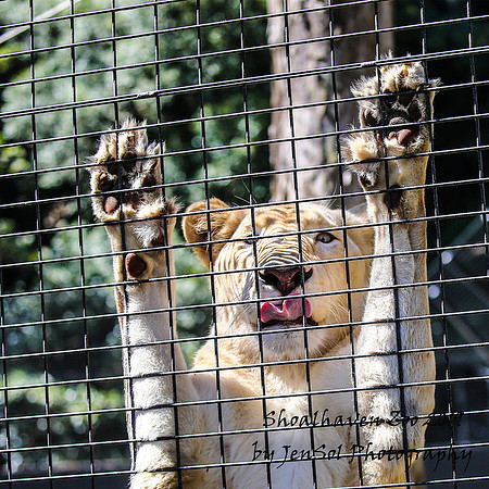 ShoalhavenZoo2019_0507