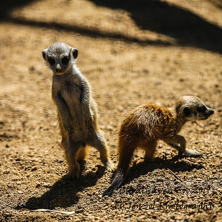 ShoalhavenZoo2019_0216
