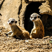 ShoalhavenZoo2019_0172