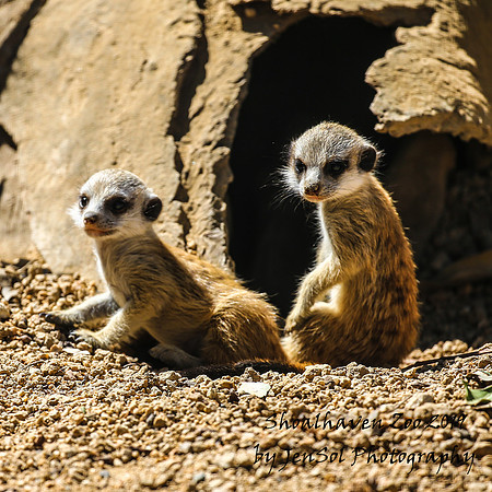 ShoalhavenZoo2019_0172