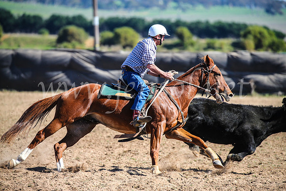 GoulburnCampdraft2017_3766