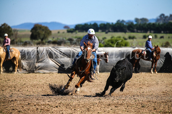 GoulburnCampdraft2017_3759