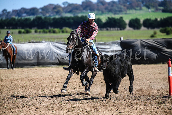 GoulburnCampdraft2017_3681