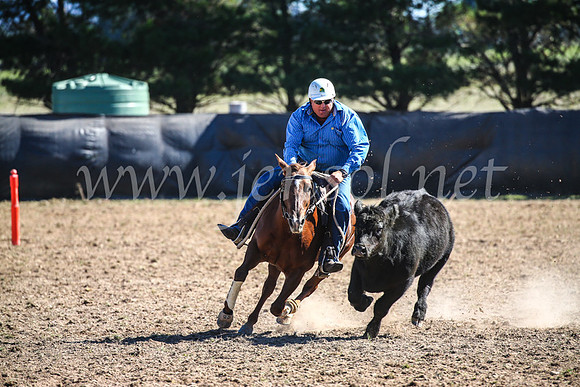 GoulburnCampdraft2017_3776