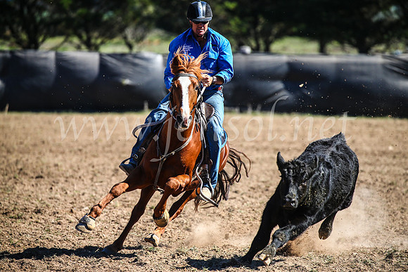 GoulburnCampdraft2017_3644