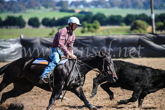 GoulburnCampdraft2017_3694