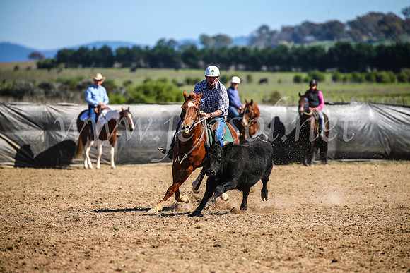 GoulburnCampdraft2017_3755