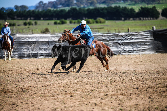GoulburnCampdraft2017_3795