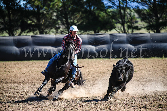 GoulburnCampdraft2017_3664