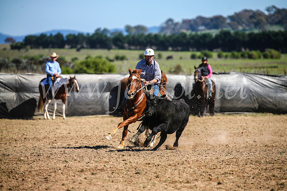 GoulburnCampdraft2017_3742
