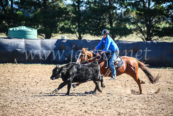 GoulburnCampdraft2017_3633