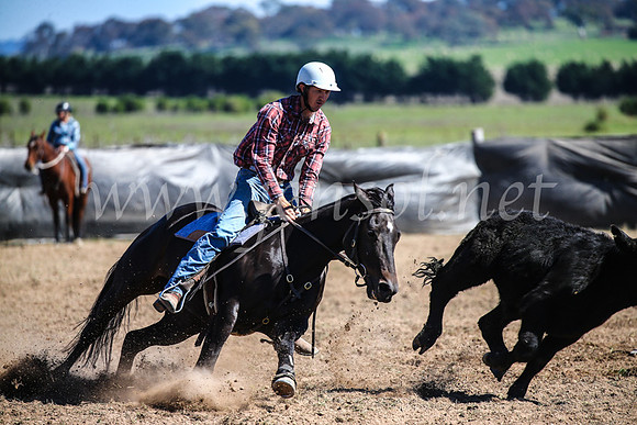 GoulburnCampdraft2017_3697