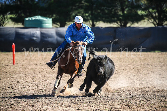 GoulburnCampdraft2017_3775
