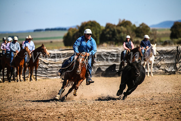 GoulburnCampdraft2017_3809