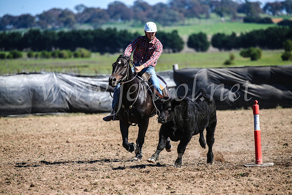 GoulburnCampdraft2017_3686