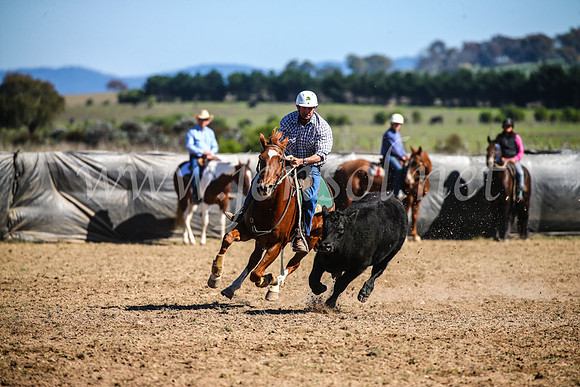 GoulburnCampdraft2017_3757