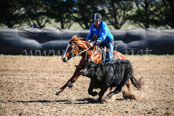 GoulburnCampdraft2017_3647