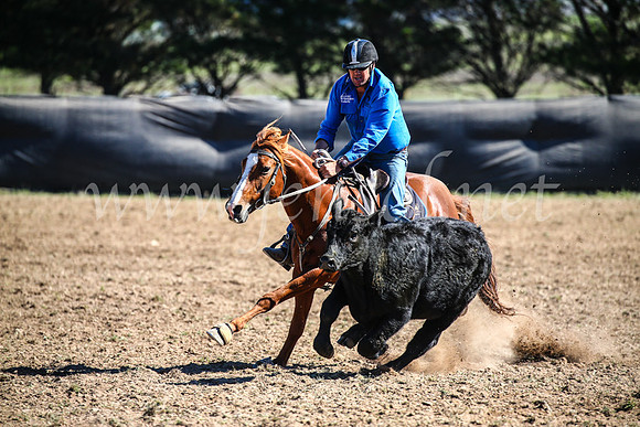 GoulburnCampdraft2017_3649