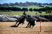 GoulburnCampdraft2017_3626