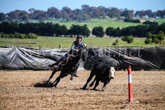 GoulburnCampdraft2017_3626