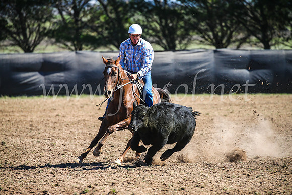 GoulburnCampdraft2017_3578