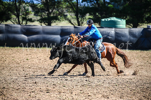 GoulburnCampdraft2017_3632